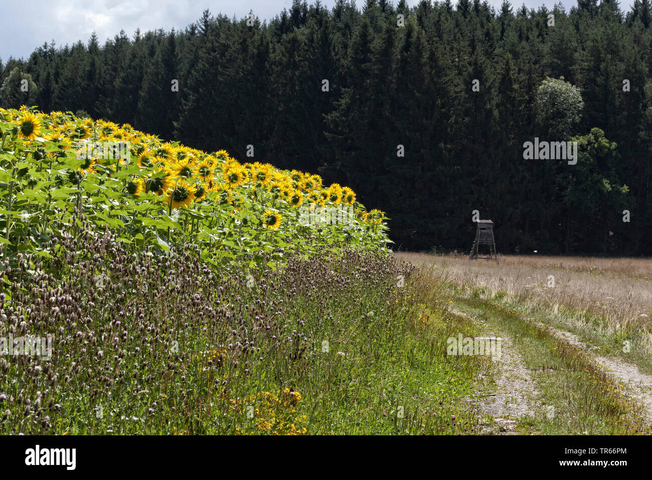 Gemeinsame Sonnenblume (Helianthus annuus) Blüte Sonnenblumen Feld an einem Feldweg mit Ständer Stockfoto