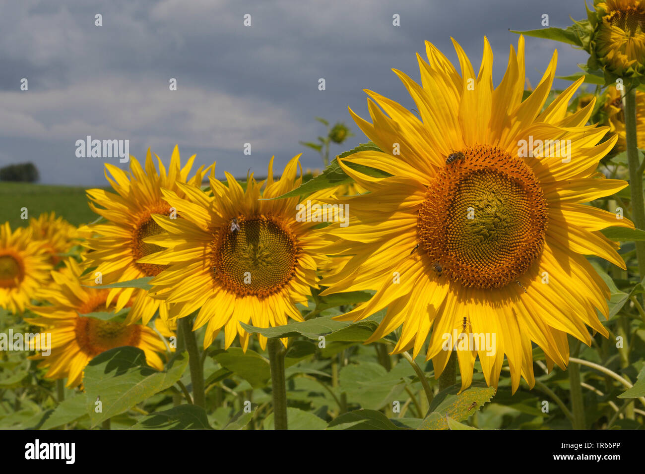 Gemeinsame Sonnenblume (Helianthus annuus), Blühende Sonnenblumen, Deutschland Stockfoto