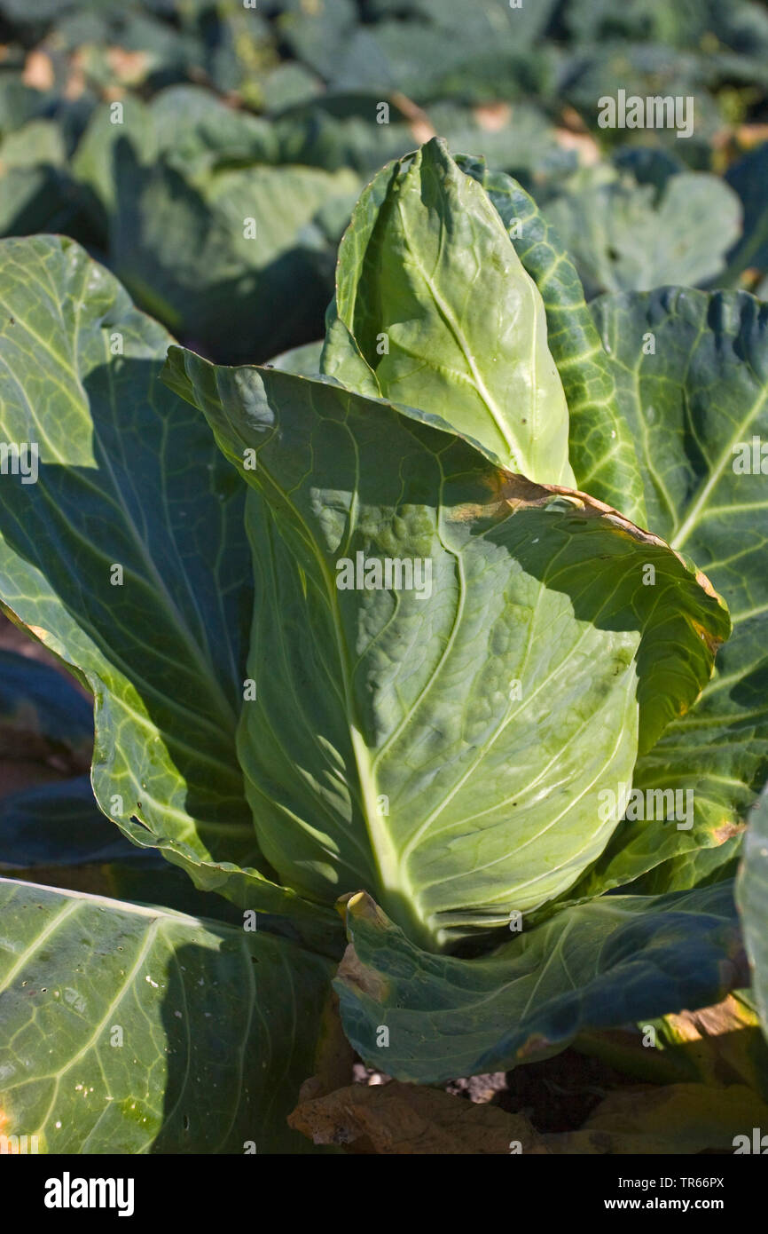 Sweetheart Kohl (Brassica oleracea var. capitata f. alba), Schatz Kohl auf einem Feld, Deutschland Stockfoto