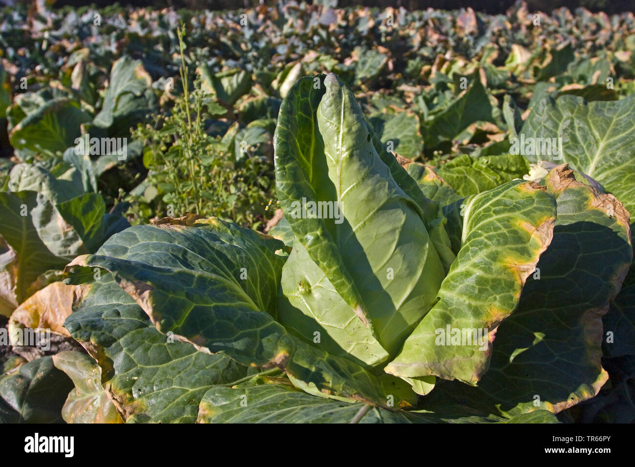 Sweetheart Kohl (Brassica oleracea var. capitata f. alba), Schatz Kohl auf einem Feld, Deutschland Stockfoto