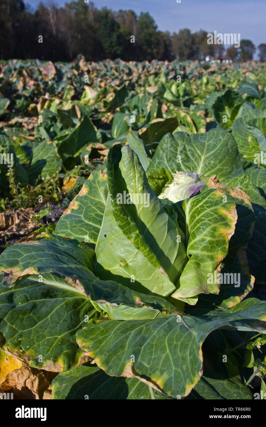 Sweetheart Kohl (Brassica oleracea var. capitata f. alba), Schatz Kohl auf einem Feld, Deutschland Stockfoto