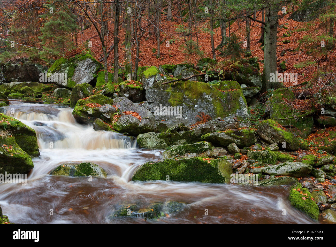 Steinklamm Schlucht im Herbst, Deutschland, Bayern, Nationalpark Bayerischer Wald, Spiegelau Stockfoto