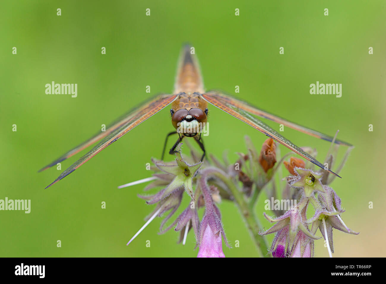 Vier - libellula gesichtet, vier-Chaser gesichtet, vier Spot (Libellula quadrimaculata), sitzen auf den Beinwell, Vorderansicht, Deutschland Stockfoto