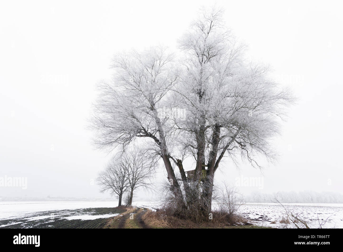 Raureif auf einen Baum im Feld Landschaft, Deutschland, Bayern Stockfoto