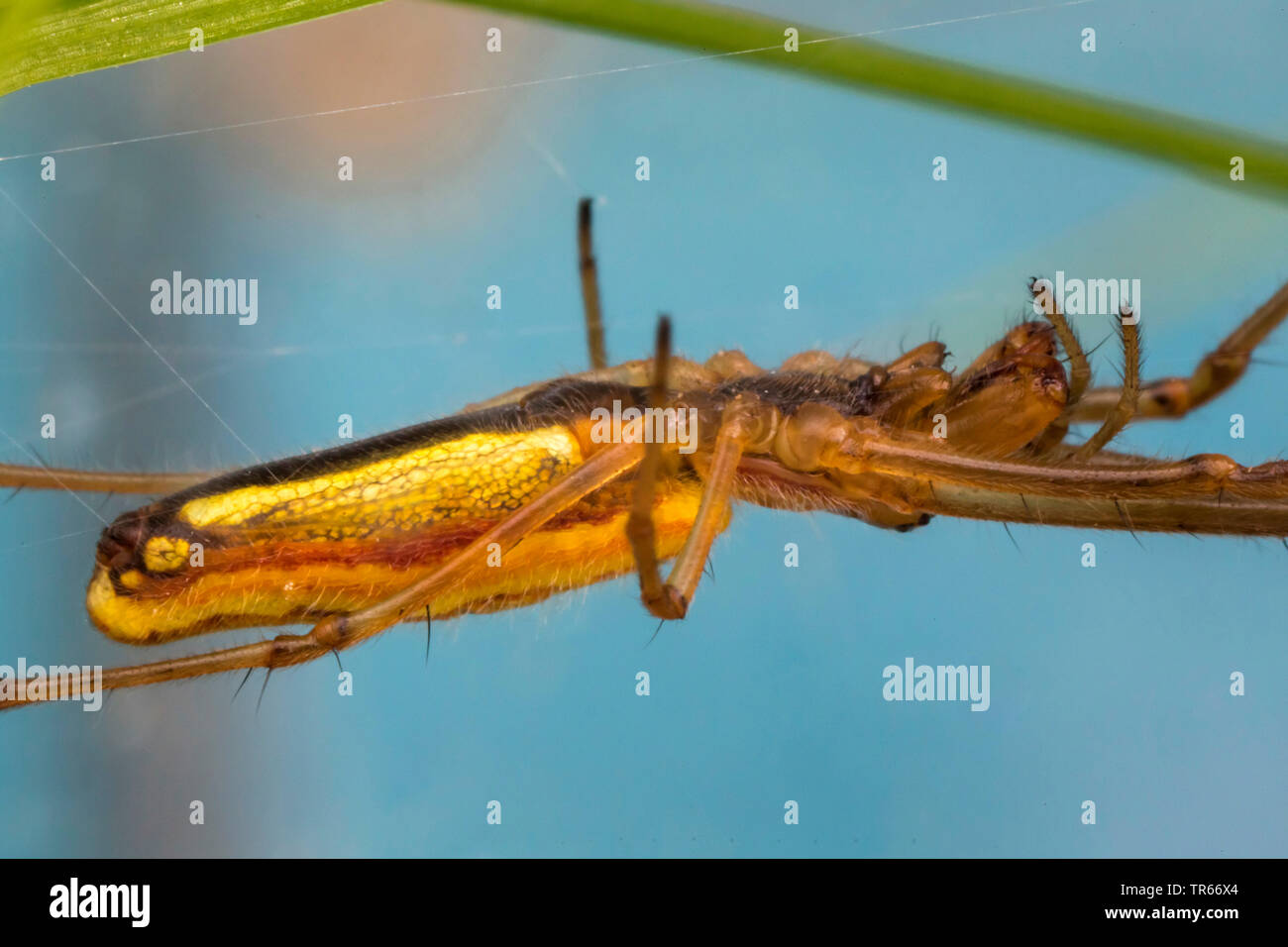 Lange backen Spinne (tetragnatha extensa), an einem Stiel, Seitenansicht, Deutschland, Bayern, Niederbayern, Oberbayern Stockfoto