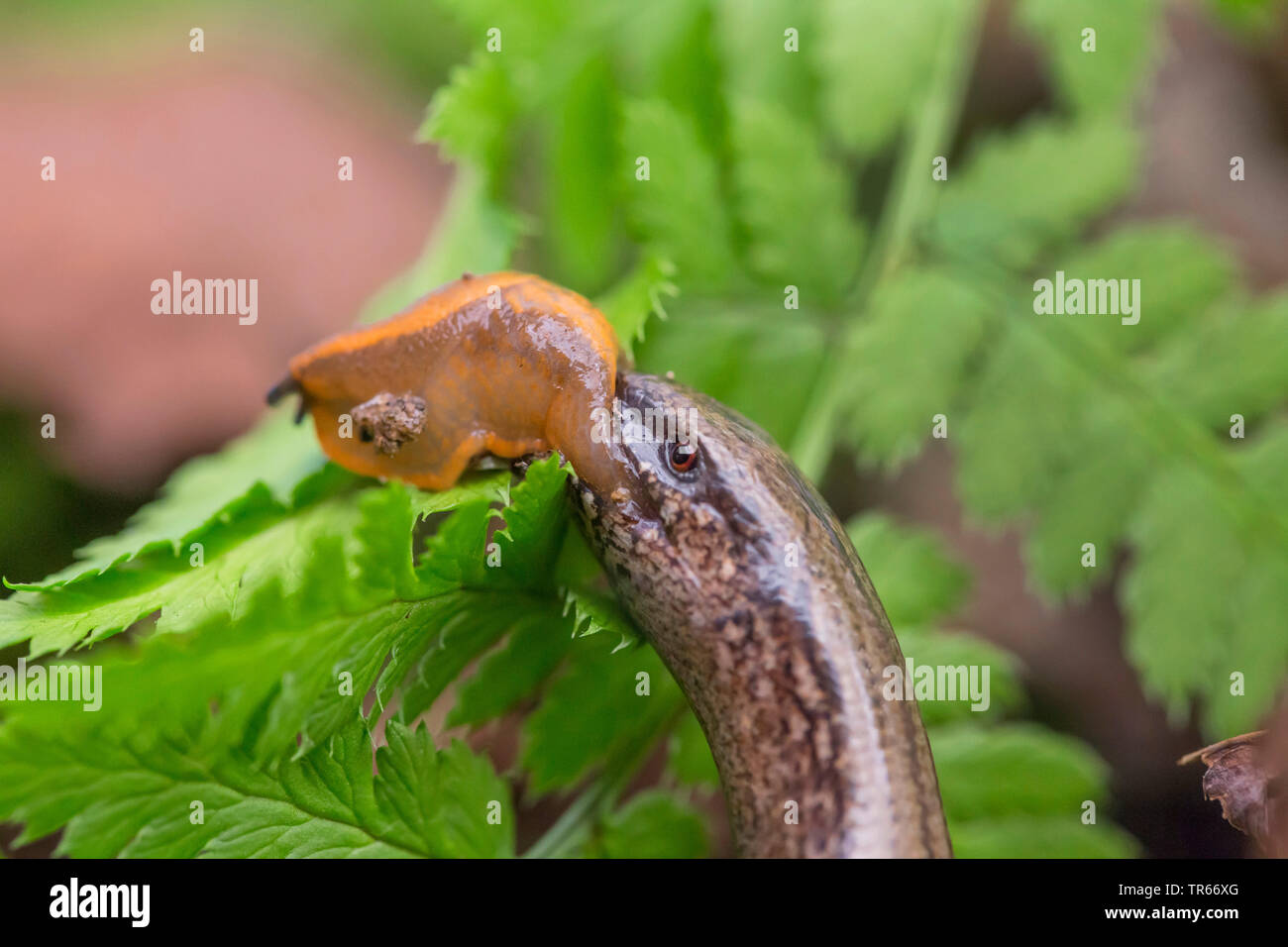 Europäische langsam Wurm, blindworm, Slow worm (Anguis fragilis), Porträt, Fütterung eine Schnecke, Deutschland, Bayern, Niederbayern, Oberbayern Stockfoto