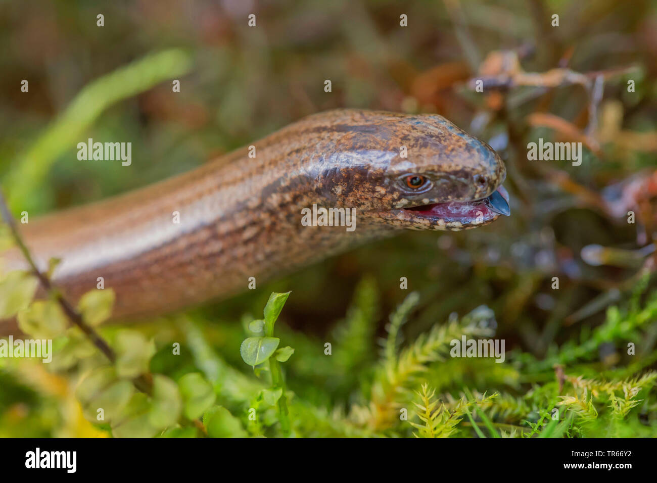 Europäische langsam Wurm, blindworm, Slow worm (Anguis fragilis), nahrungssuche zwischen Moosen, Porträt, Deutschland, Bayern, Niederbayern, Oberbayern Stockfoto