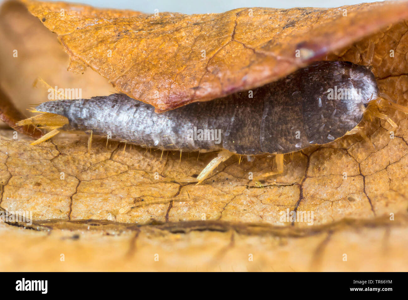 Silberfische (Lepisma saccharina), auf einem herbstlich Blatt, Deutschland, Bayern, Niederbayern, Oberbayern Stockfoto