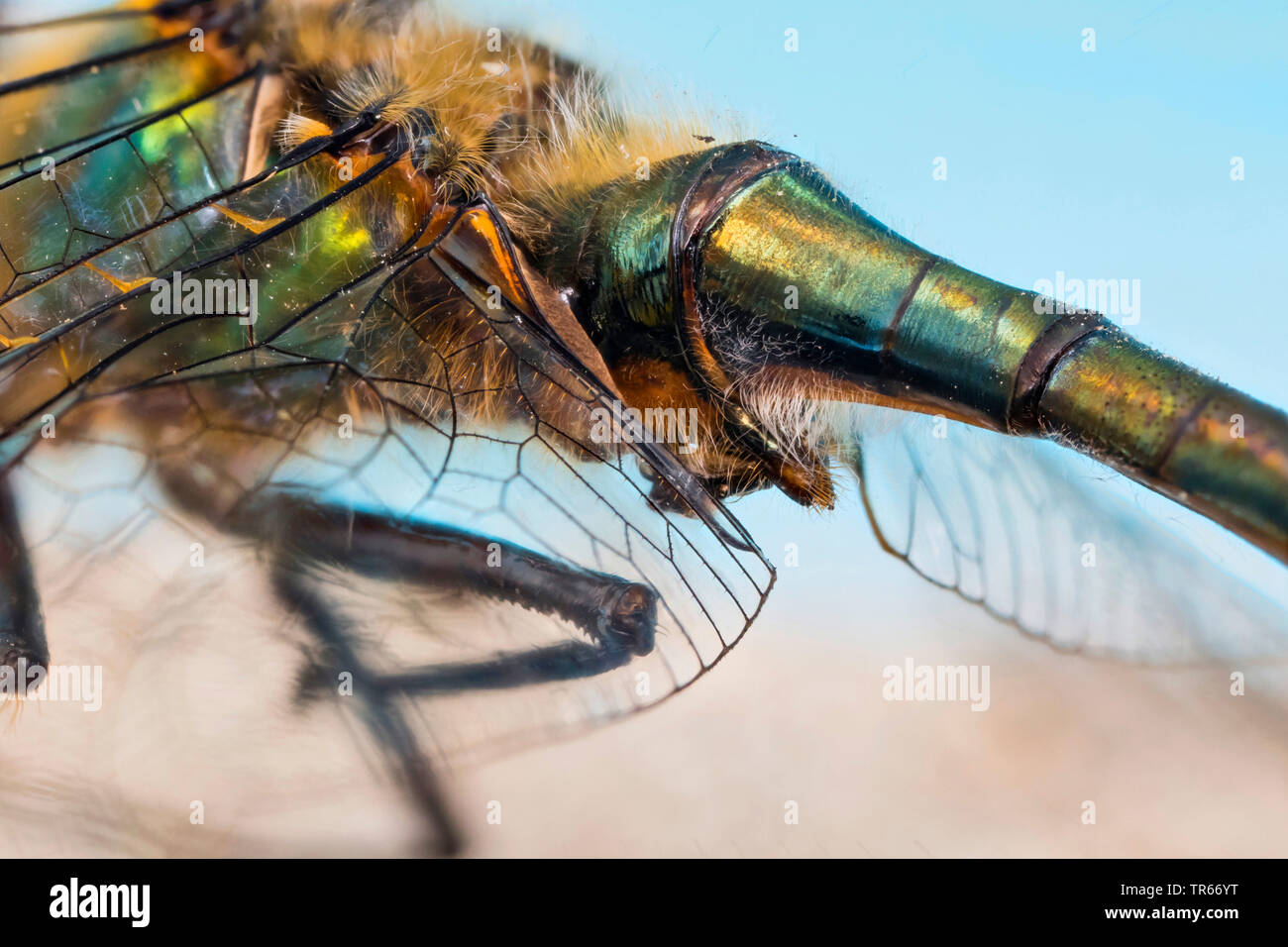 Downy Emerald (Cordulia aenea), copulatory agdomen mit Bohrung, Deutschland, Bayern, Niederbayern, Oberbayern Stockfoto