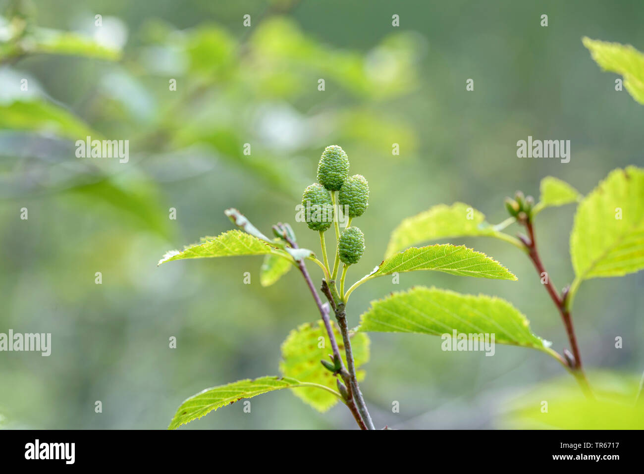 Graue Erle, graue Erle, Erle (Alnus Incana), Zweig mit unreifen Zapfen, Österreich, Nationalpark Hohe Tauern Stockfoto