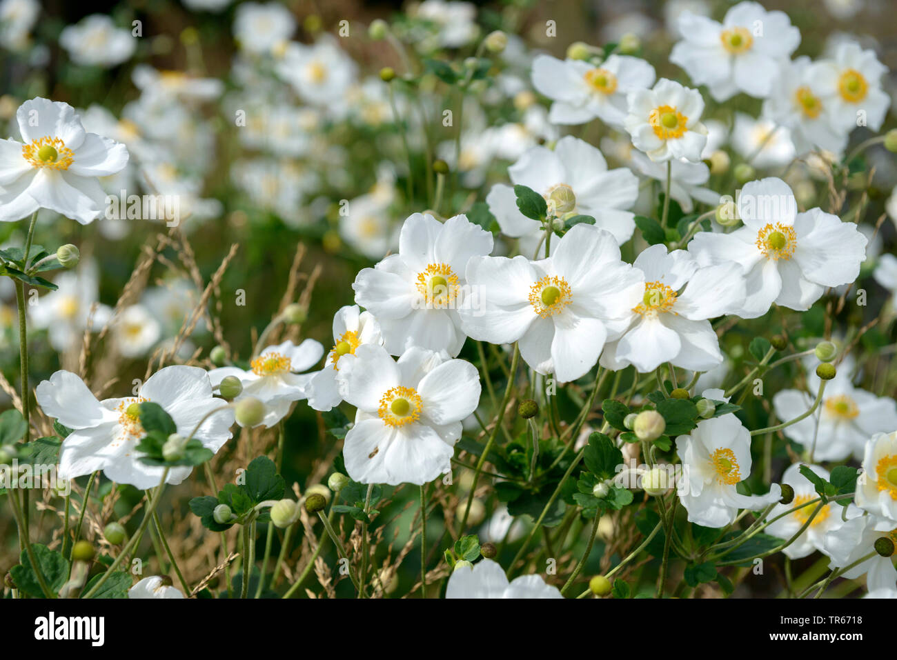 Japanische Anemone, Japanisch Cuneata (Anemone japonica 'Honorine Jobert', Anemone japonica Honorine Jobert, Anemone hupehensis var. japonica, Hybride), Sorte Honorine Jobert Stockfoto