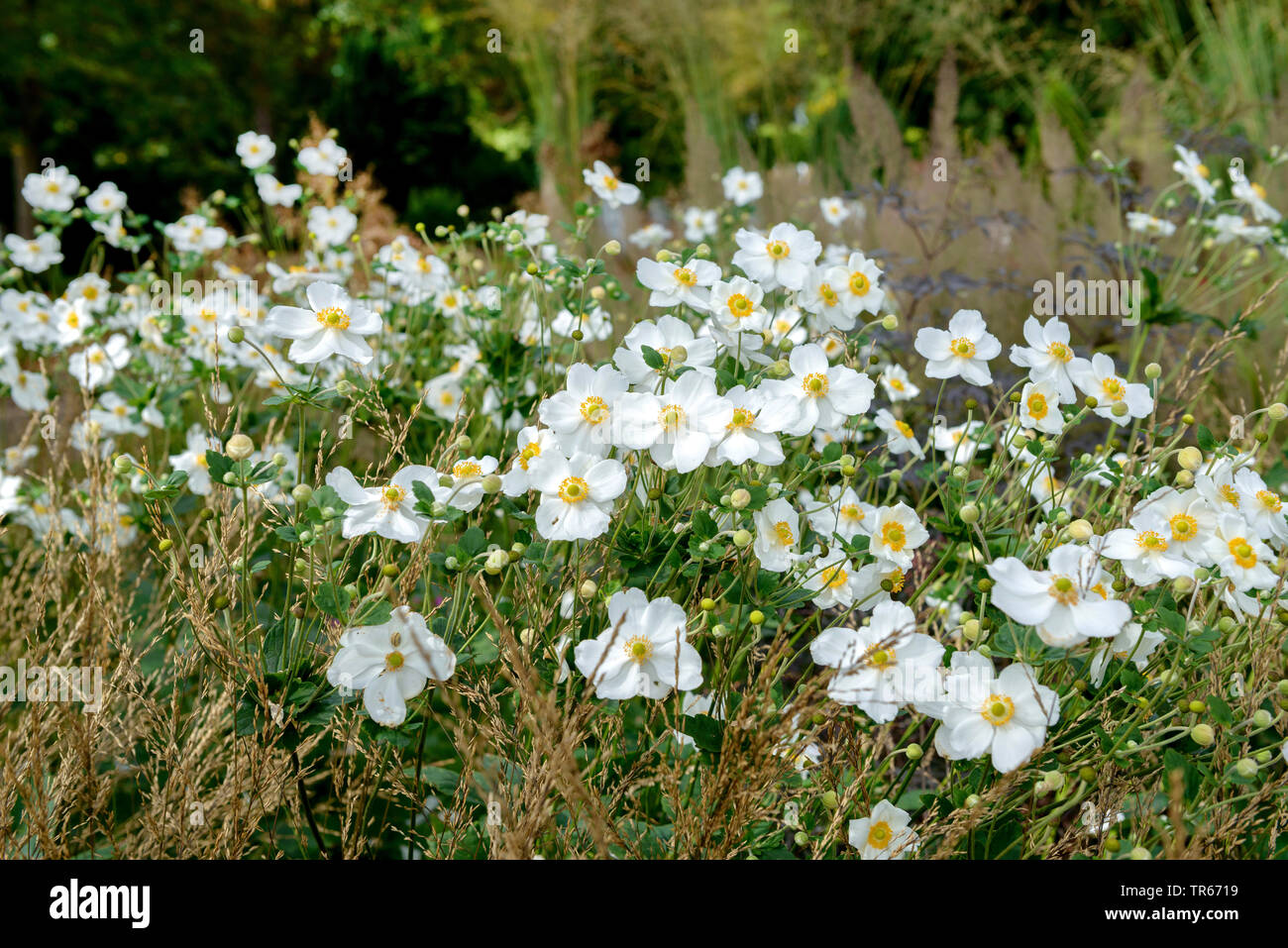 Japanische Anemone, Japanisch Cuneata (Anemone japonica 'Honorine Jobert', Anemone japonica Honorine Jobert, Anemone hupehensis var. japonica, Hybride), Sorte Honorine Jobert Stockfoto