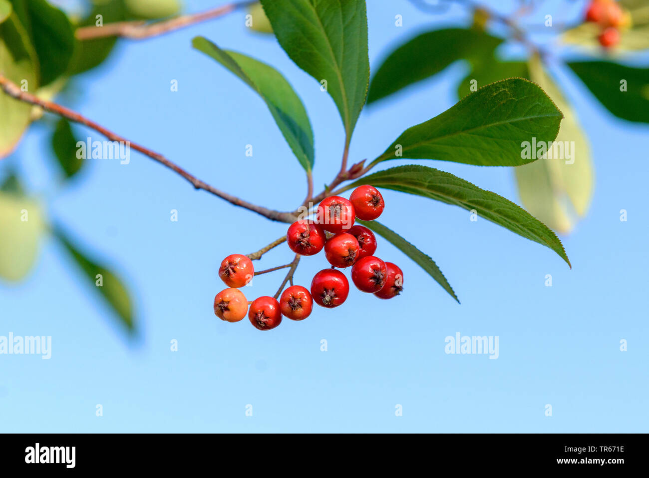 Rote Apfelbeere (Aronia arbutifolia 'Brilliant', Aronia arbutifolia Brillant), Beeren, Sorte Brillante Stockfoto