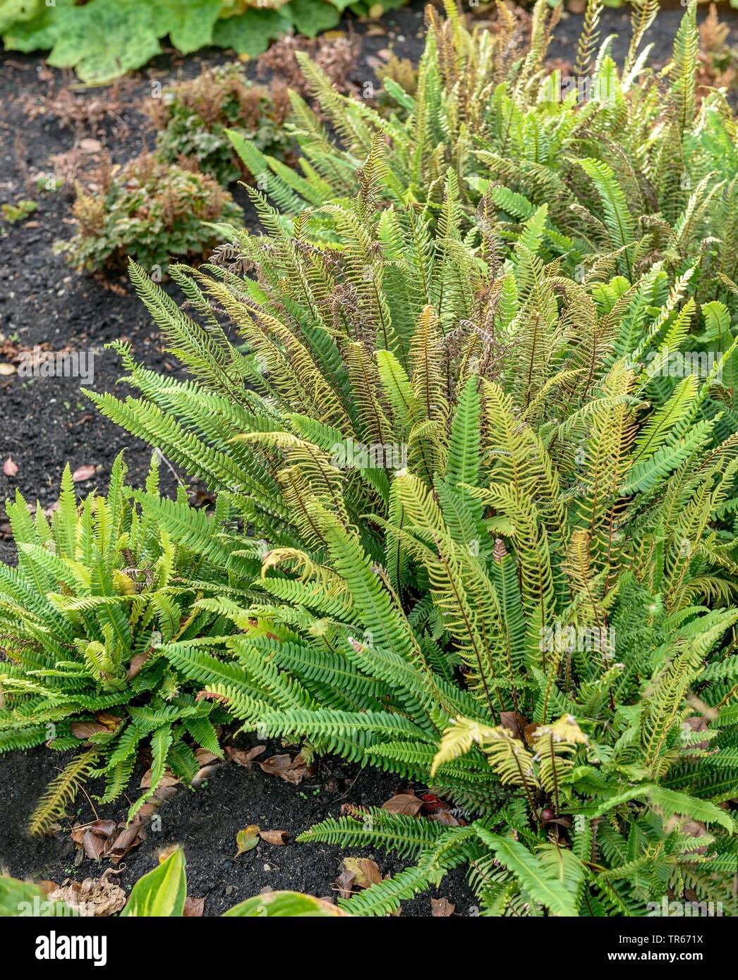 Hard- fern (spicant Blechnum spicant, Struthiopteris), als Zierpflanzen Stockfoto