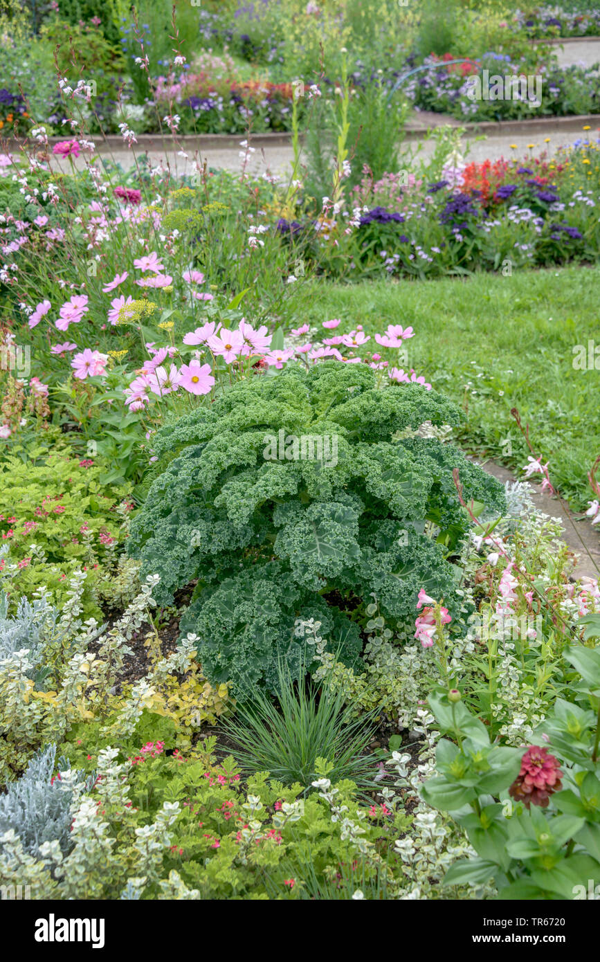 Grünkohl, borecole (Brassica oleracea var. sabellica, Brassica oleracea convar. acephala var. sabellica), Sorte Reflex, Deutschland, Bayern Stockfoto