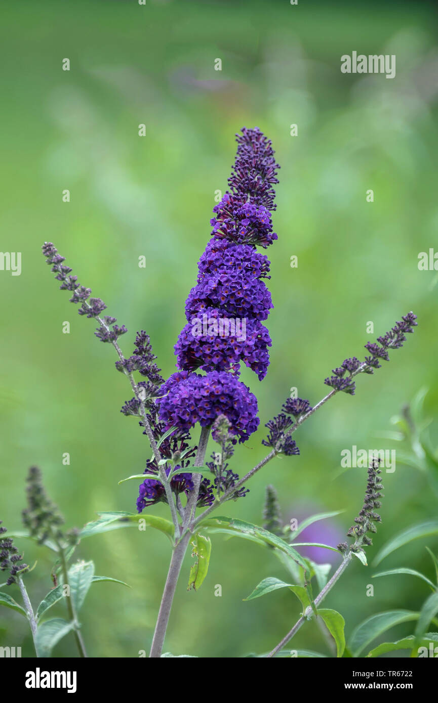 Flieder, Violett Flieder, Sommer lila, Schmetterling, Bush, Orange Eye (Buddleja davidii 'Black Knight', Buddleja davidii, schwarze Ritter, Sommerflieder davidii), Sorte Black Knight Stockfoto