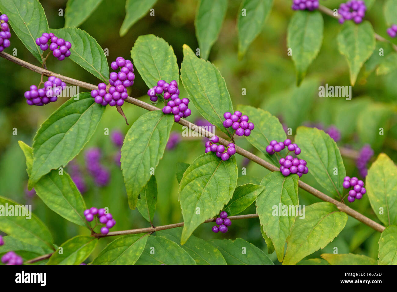 Lila beautyberry (Callicarpa dichotoma), Zweig mit Früchten Stockfoto