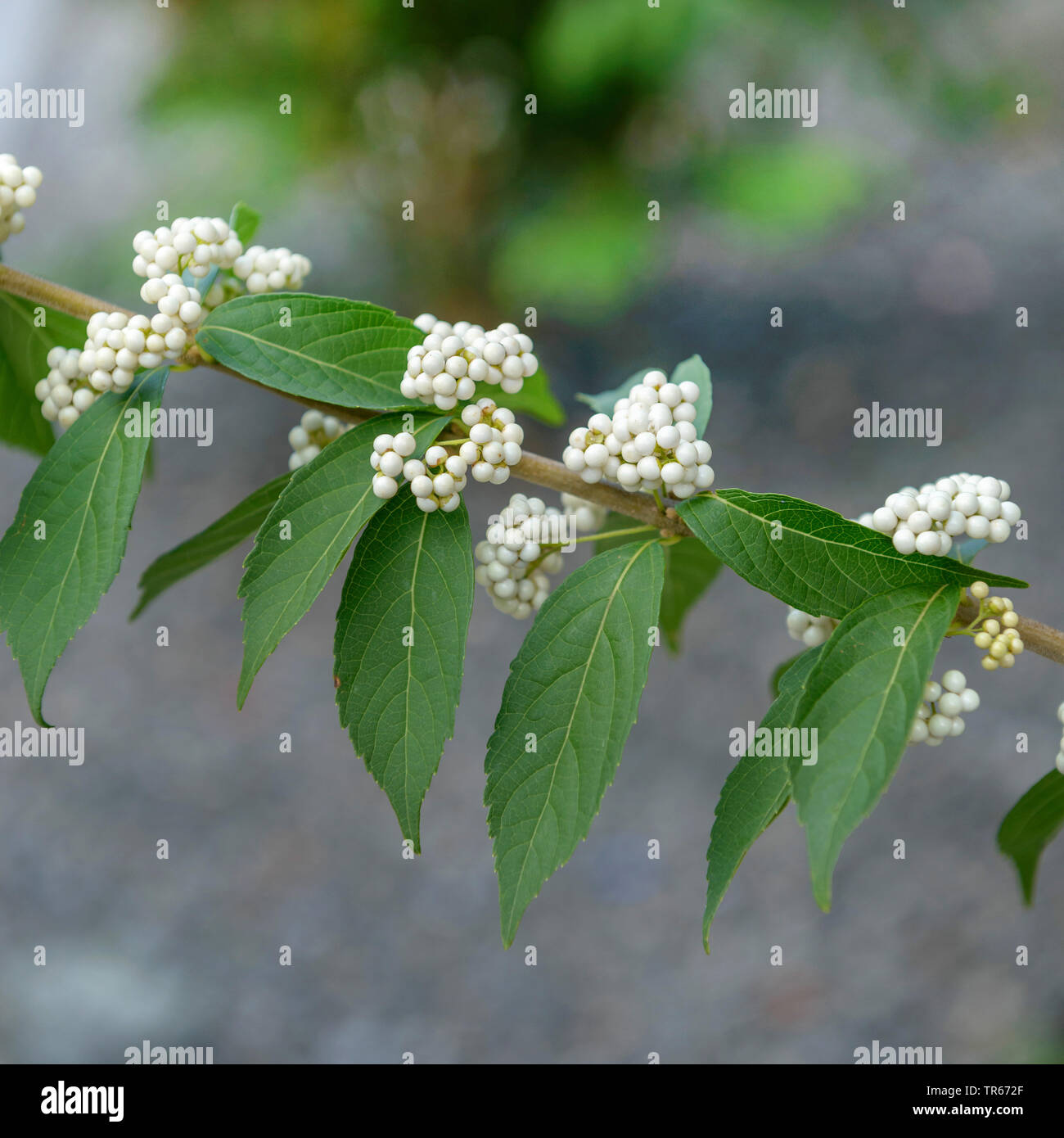Lila beautyberry (Callicarpa dichotoma f. albifructa), Zweigniederlassung, mit weißen Früchten Stockfoto