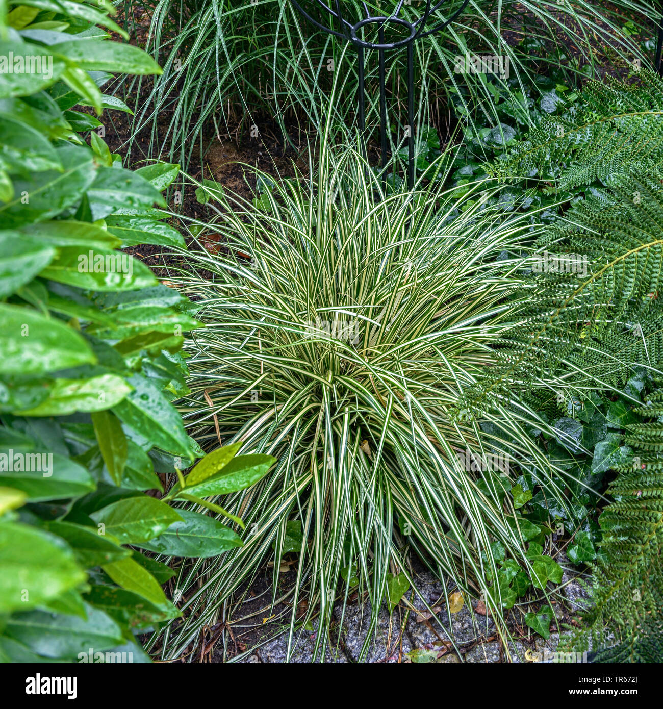 Segge, Evergold (Carex glauca 'Evergold', Carex glauca Evergold), Sorte Evergold Stockfoto