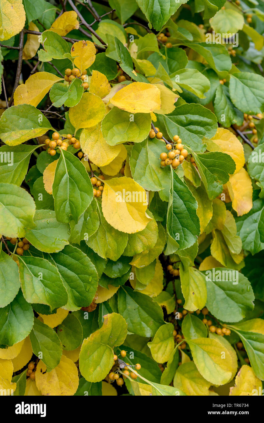 Orientalische bittersüße, Asiatische bittersweet (Celastrus orbiculatus), im Herbst leves mit Früchten, Deutschland, Berlin Stockfoto