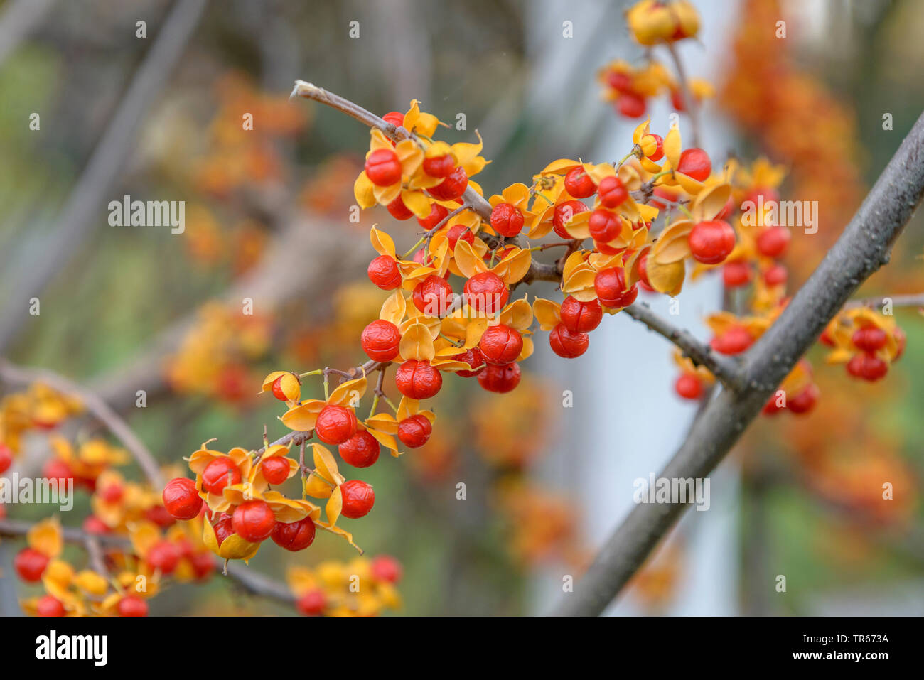 Chinesische bittersweet (Celastrus rosthornianus), Obst Stockfoto