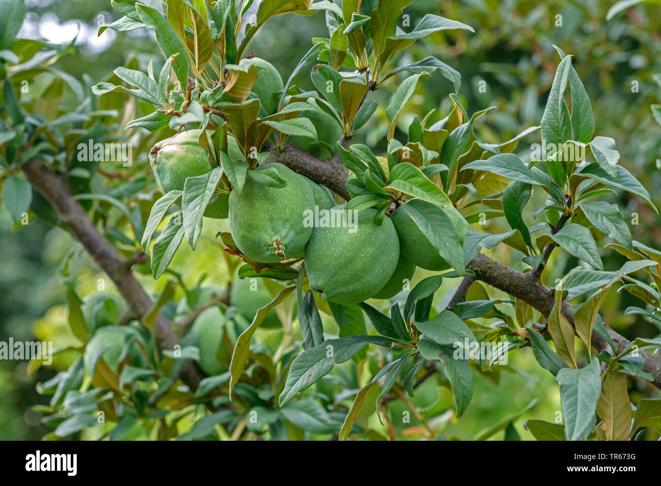 Chinesischer Quitte, Cathaya blühende Quitte (Chaenomeles cathayensis), Zweig mit Früchten, Deutschland, Niedersachsen Stockfoto