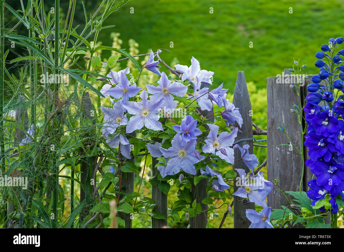 Clematis (Clematis 'Blekitny Aniol', Clematis Blekitny Aniol), blühen an einem Zaun, Sorte Blekitny Aniol, Niederlande Stockfoto