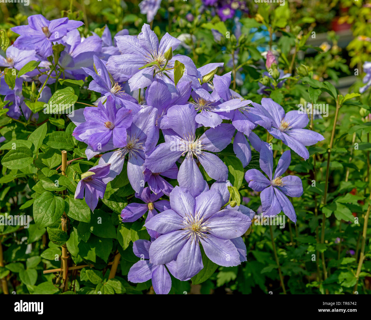 Clematis, Jungfrauen - bower (Clematis 'Mrs Cholmondeley', Clematis Frau Cholmondeley), blühende, Sorte Frau Cholmondeley Stockfoto