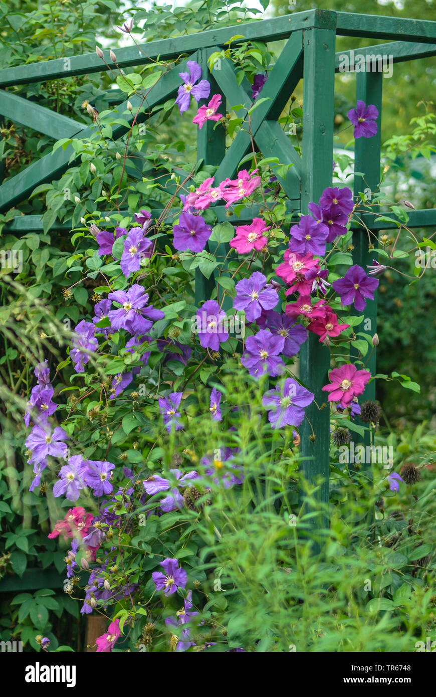 Clematis, Jungfrauen - bower (Clematis 'Perle d'Azur' Clematis Perle d'Azur), blühende, Sorte Perle d'Azur Stockfoto