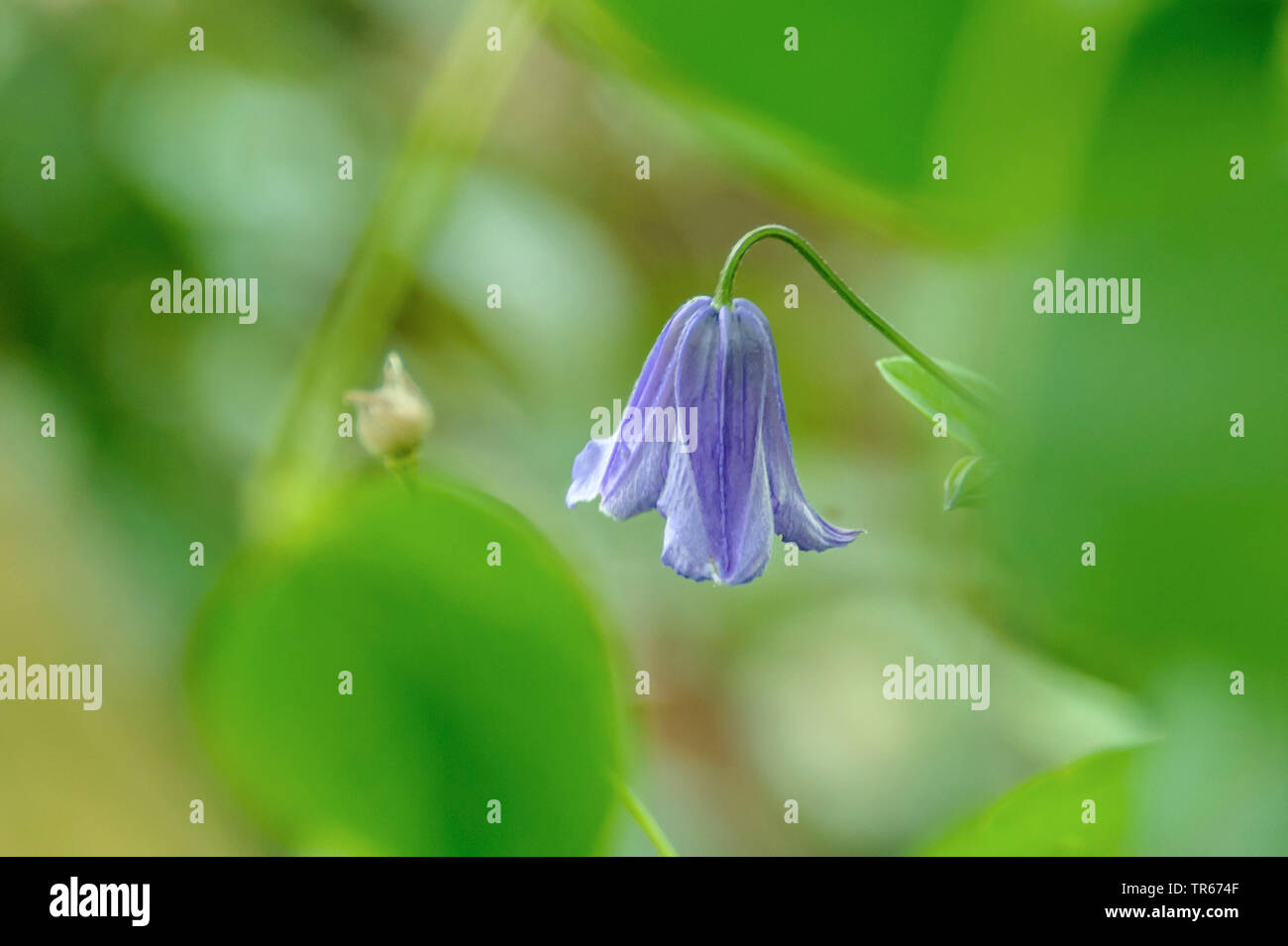 Purple Clematis, Italienisch Virgin's Bower (Clematis Comtesse), Blume, Deutschland, Sachsen Stockfoto