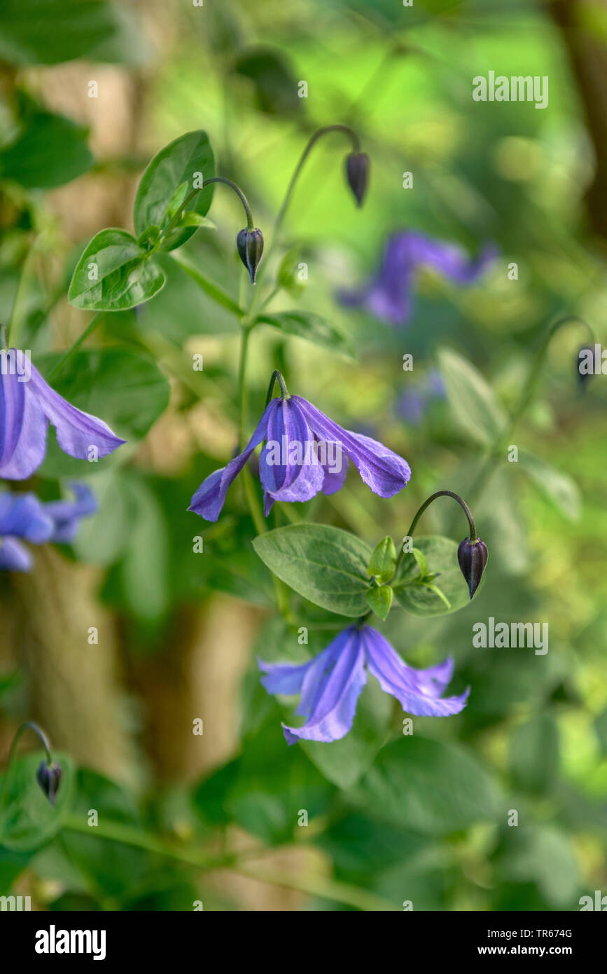 Purple Clematis, Italienisch Virgin's Bower (Clematis Comtesse), Blume Stockfoto