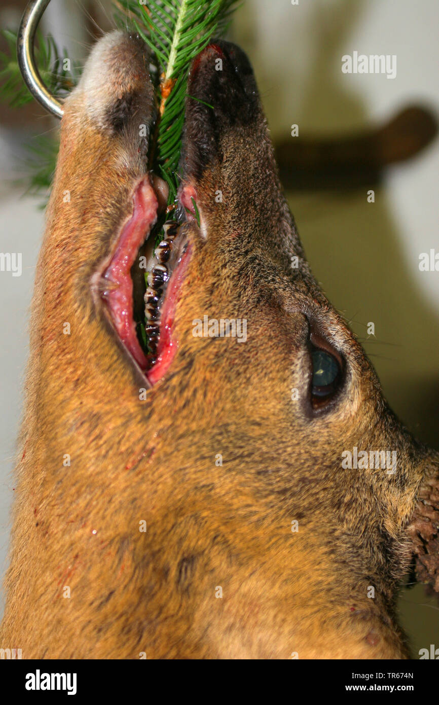 Reh (Capreolus capreolus), getötet, wild auf den Haken, Deutschland Stockfoto