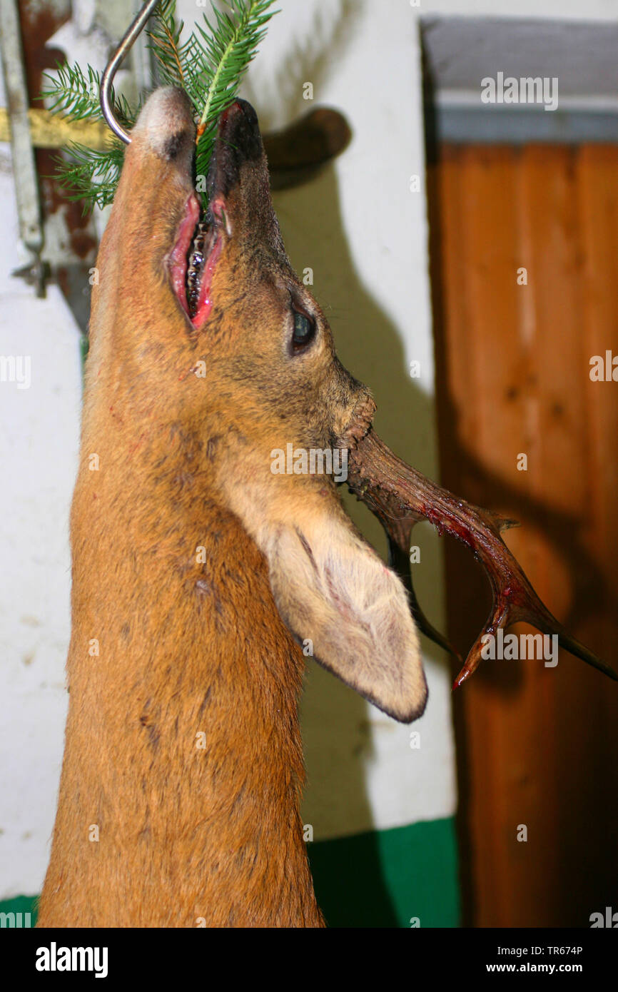 Reh (Capreolus capreolus), getötet, wild auf den Haken, Deutschland Stockfoto