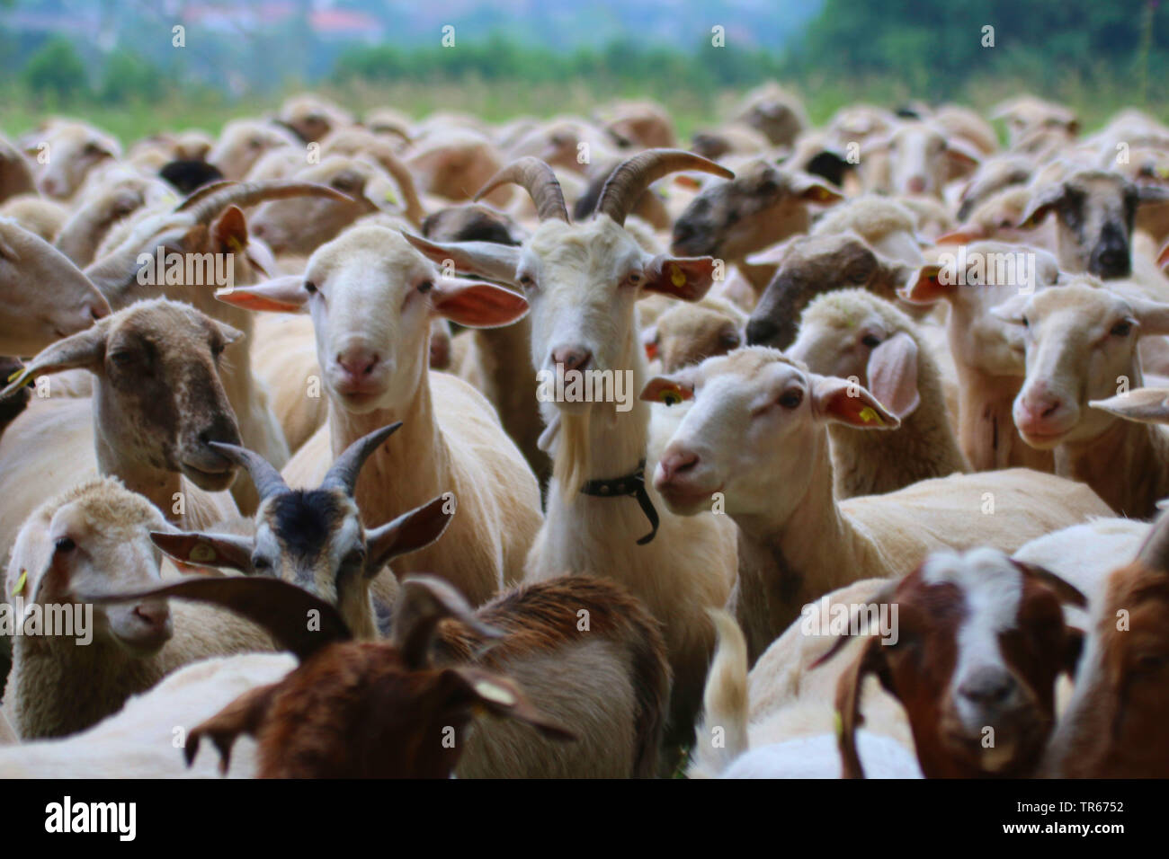 Die Ziege (Capra Hircus, Capra aegagrus f. hircus), Ziegen und Schafe in eine Herde, Deutschland Stockfoto