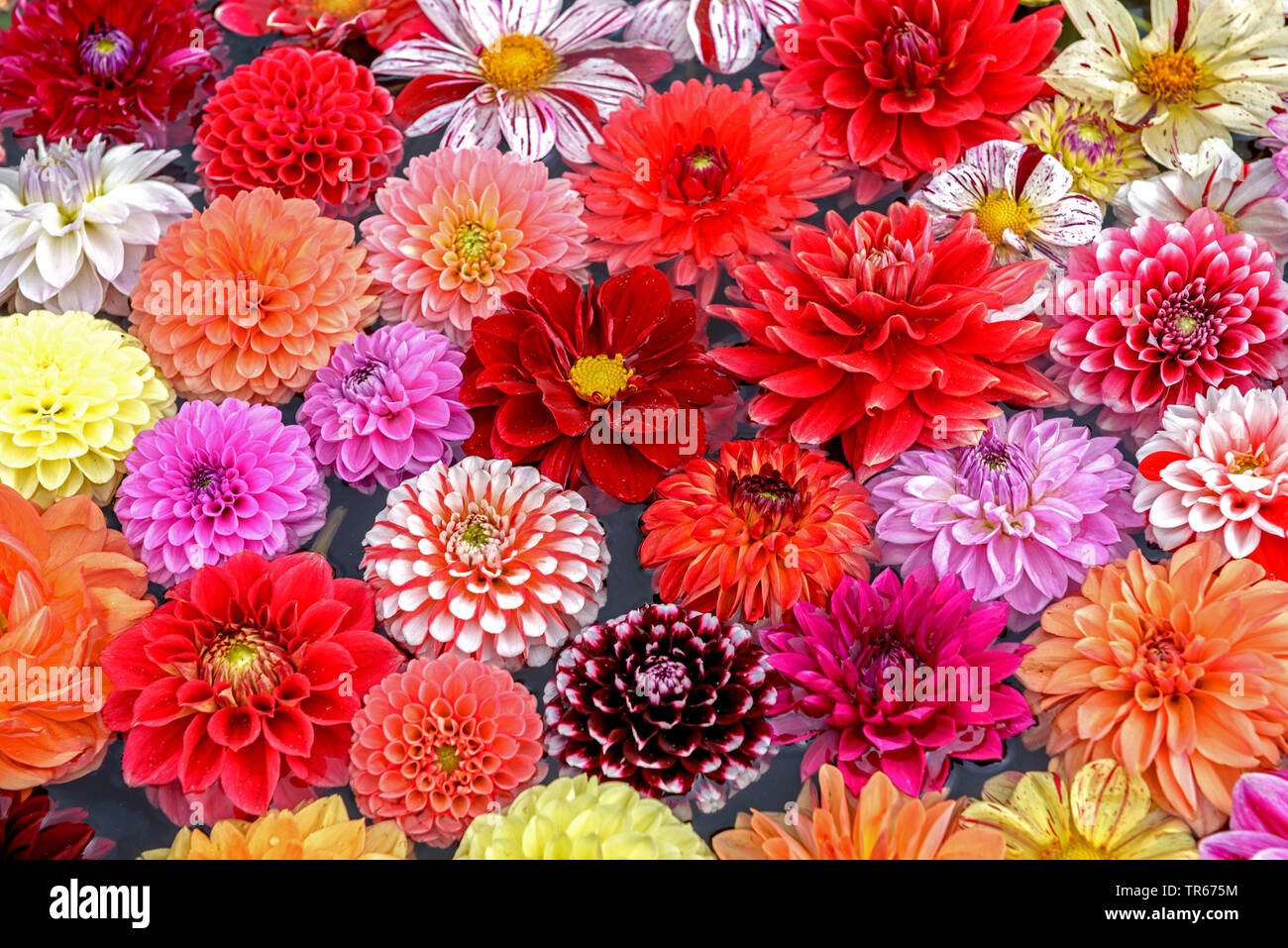 Georgina (Dahlia spec.), bunte Georgina Blumen auf einem Schreibtisch Stockfoto