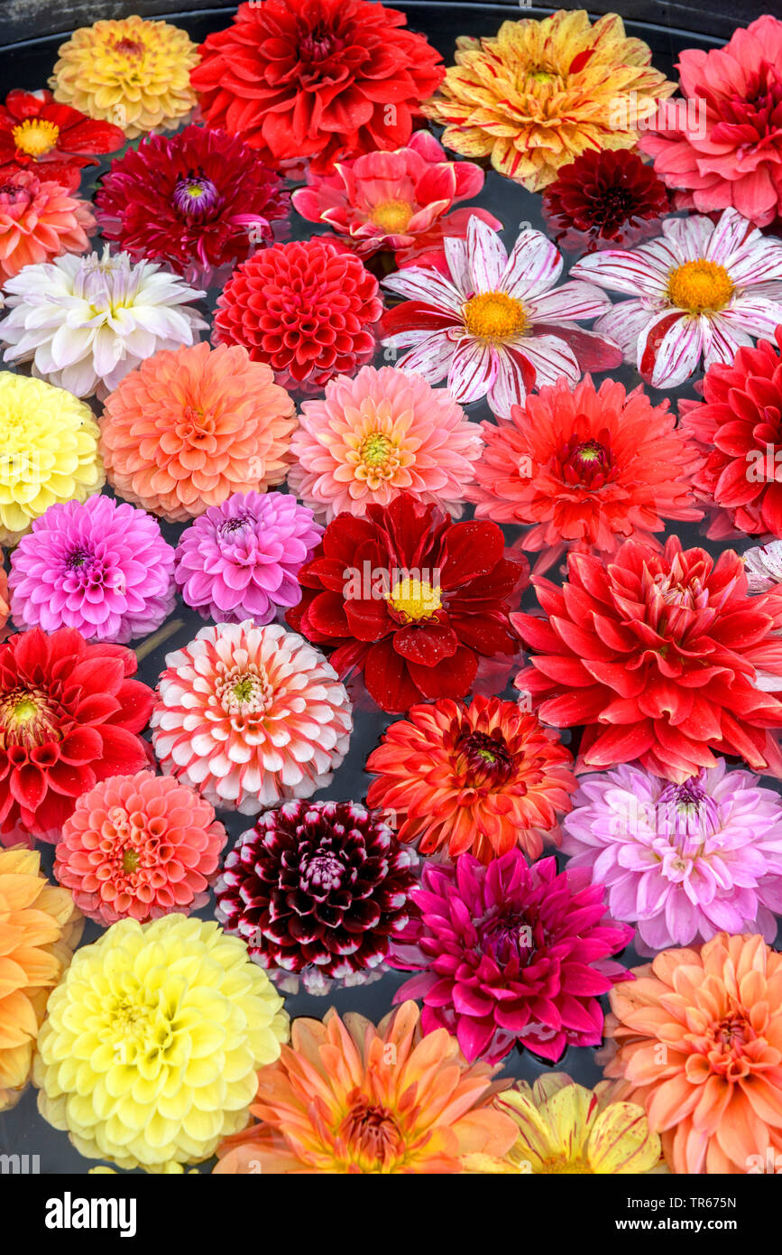 Georgina (Dahlia spec.), bunte Georgina Blumen auf einem Schreibtisch Stockfoto