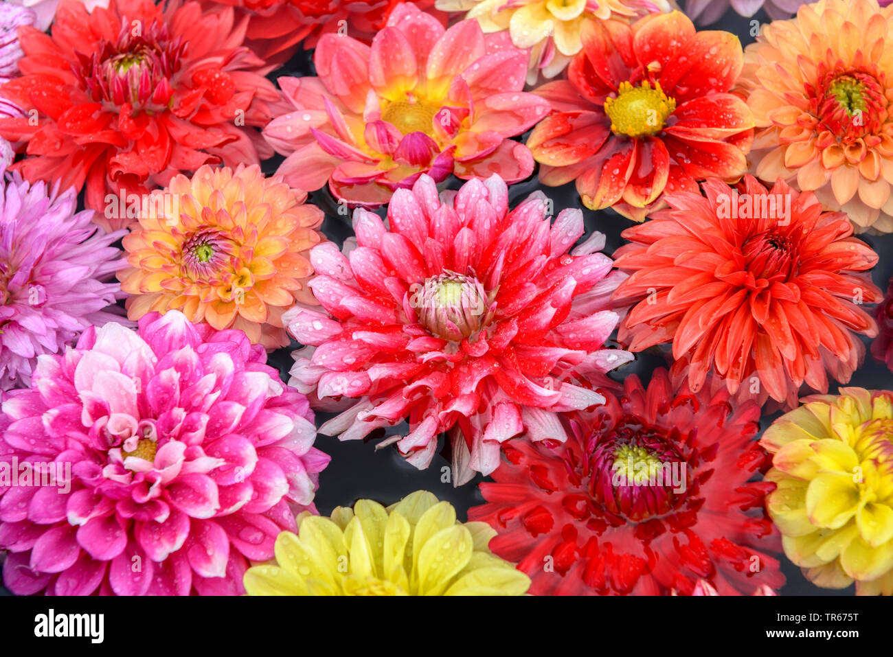 Georgina (Dahlia spec.), bunte Georgina Blumen auf einem Schreibtisch Stockfoto