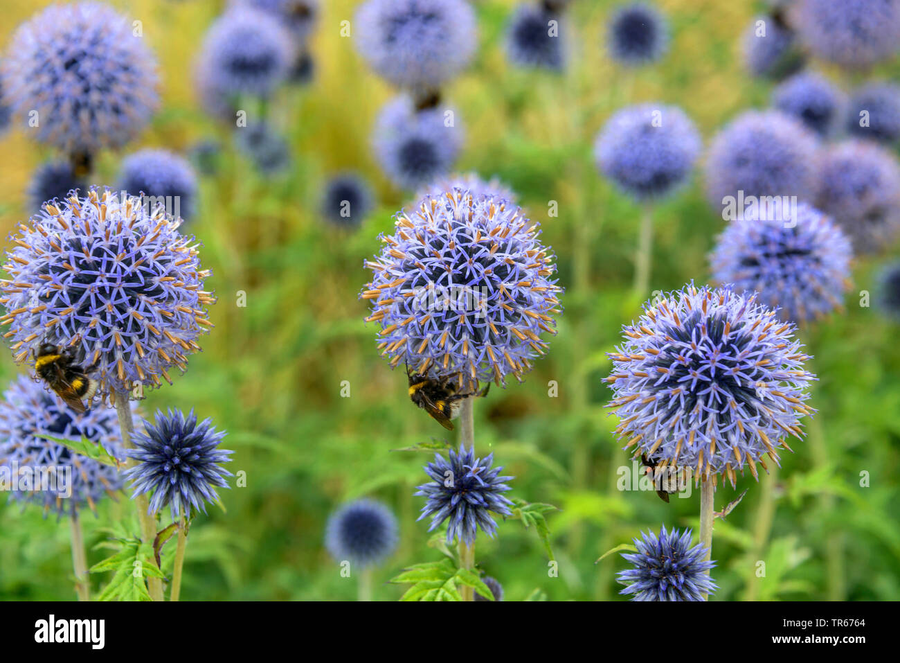 Blauer Globus Thistle (Echinops bannaticus' Taplow Blau', Echinops bannaticus Taplow Blau), blühende mit Hummeln, Taplow Blau Stockfoto