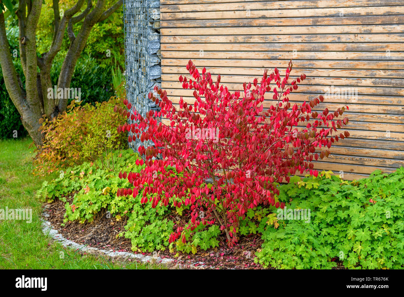 Winged brennenden Busch, Wahoo, winged Euonymus, geflügelte Spindel-Baum (Euonymus alatus 'Compactus', Euonymus alatus Compactus, Euonymus Alata, Euonymus alatus), Sorte Compactus im Herbst Stockfoto