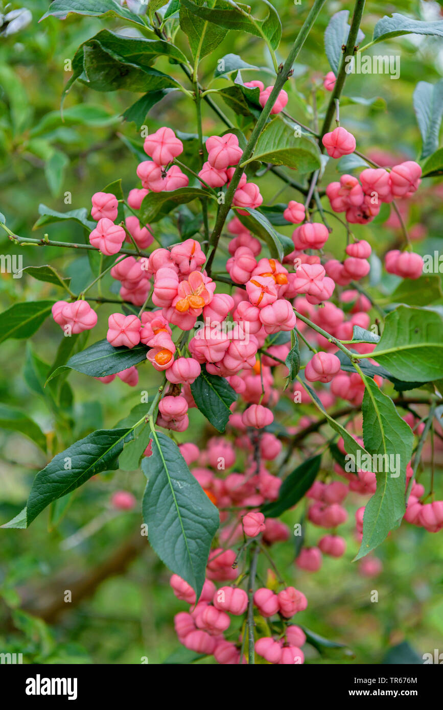 Europäische Spindel-Baum (Euonymus europaea, Euonymus europaeus), fruchtenden Trieb, Deutschland Stockfoto