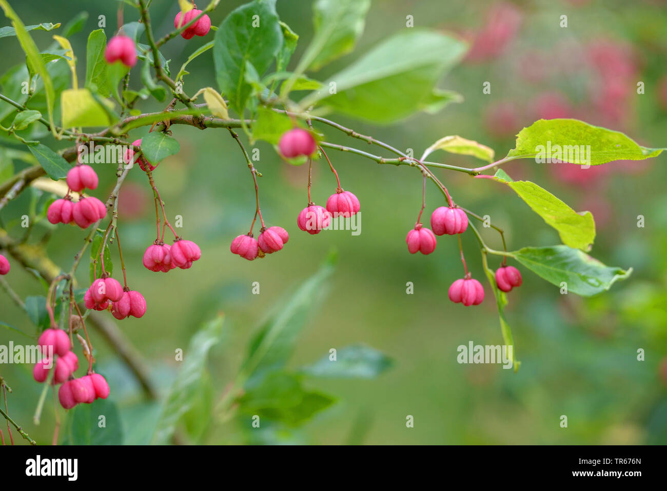 Europäische Spindel-Baum (Euonymus europaea, Euonymus europaeus), fruchtenden Trieb, Deutschland Stockfoto