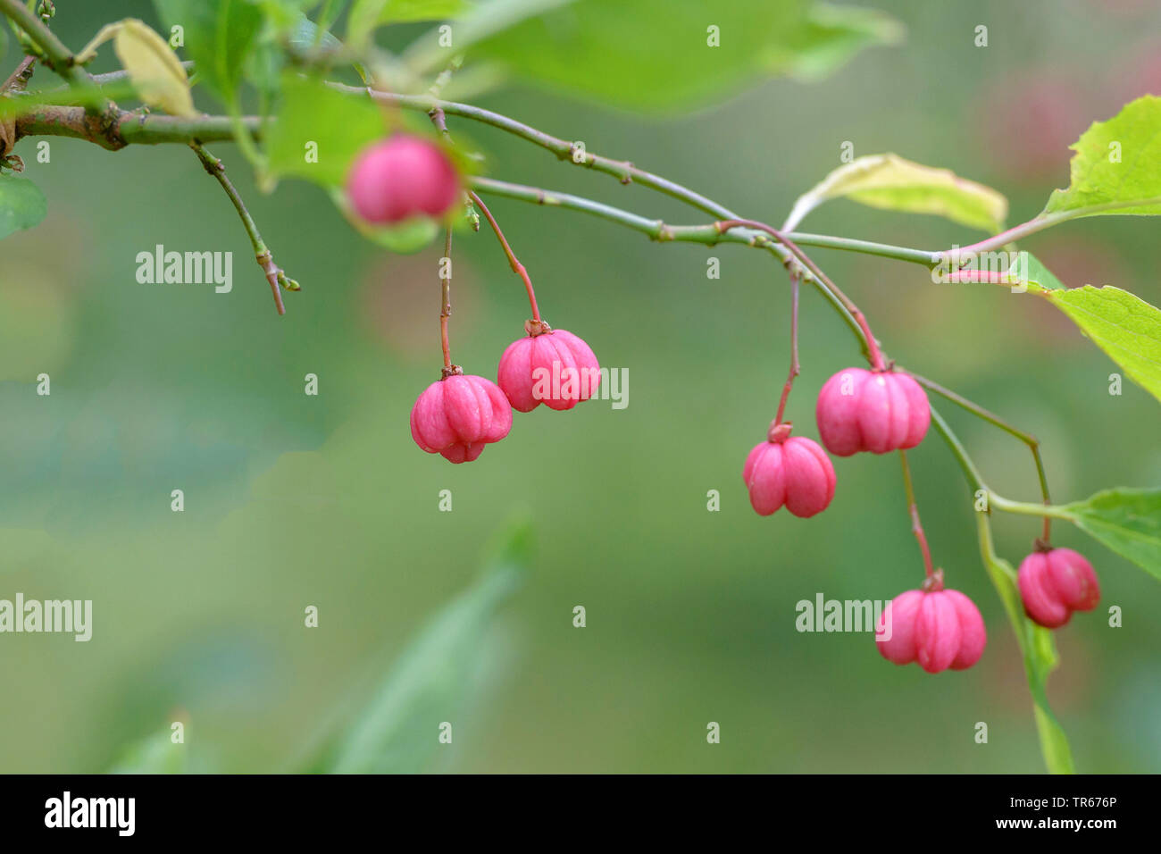 Europäische Spindel-Baum (Euonymus europaea, Euonymus europaeus), fruchtenden Trieb, Deutschland Stockfoto