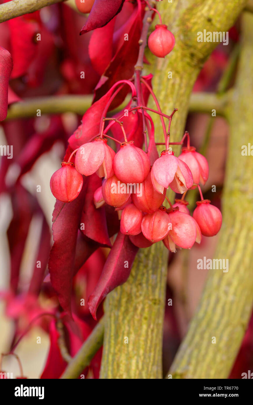Spindel (Euonymus grandiflorus 'Red Wine", Euonymus grandiflorus Rotwein), Fruchtkörper, Sorte Rotwein Stockfoto
