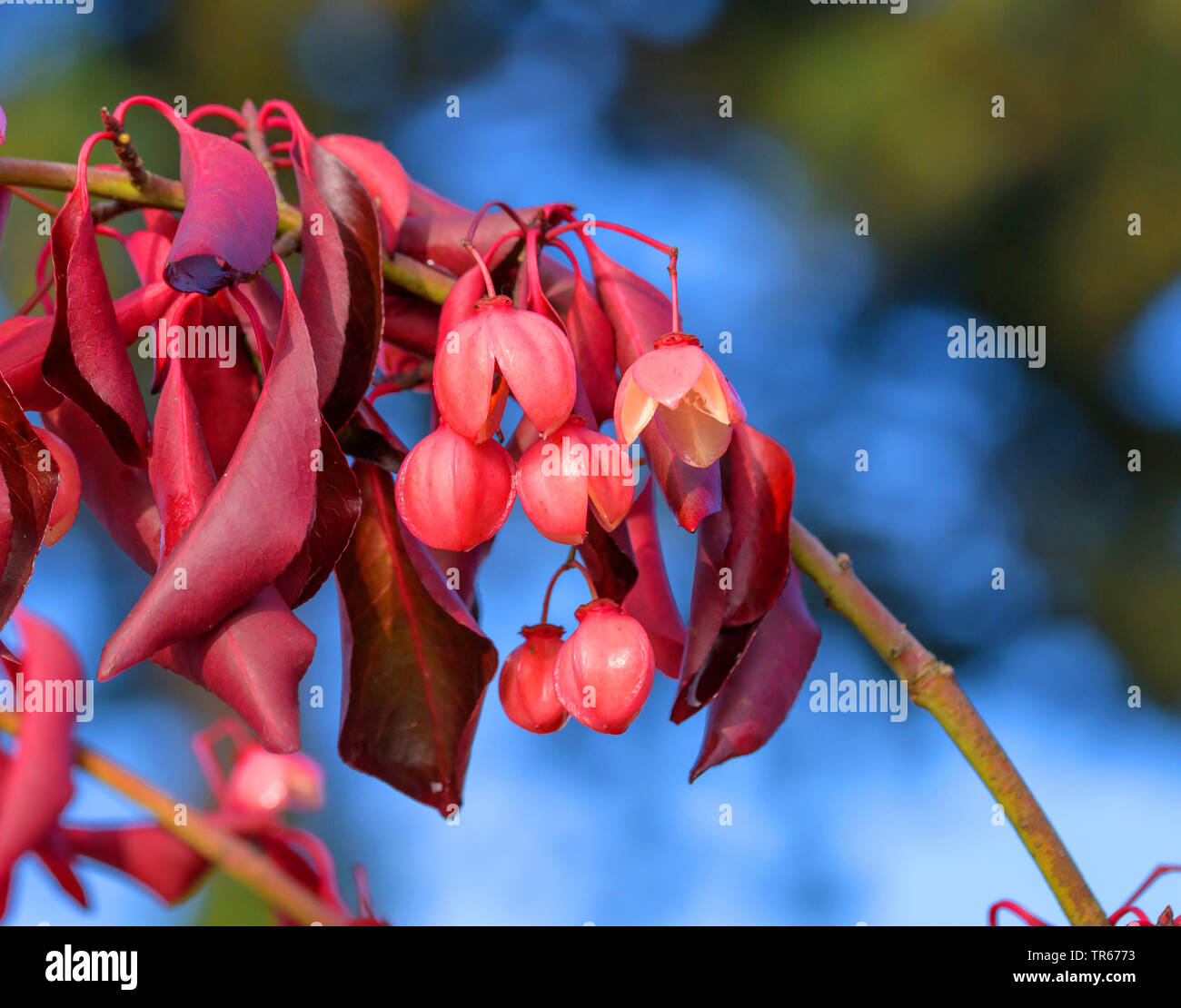 Spindel (Euonymus grandiflorus 'Red Wine", Euonymus grandiflorus Rotwein), Fruchtkörper, Sorte Rotwein Stockfoto