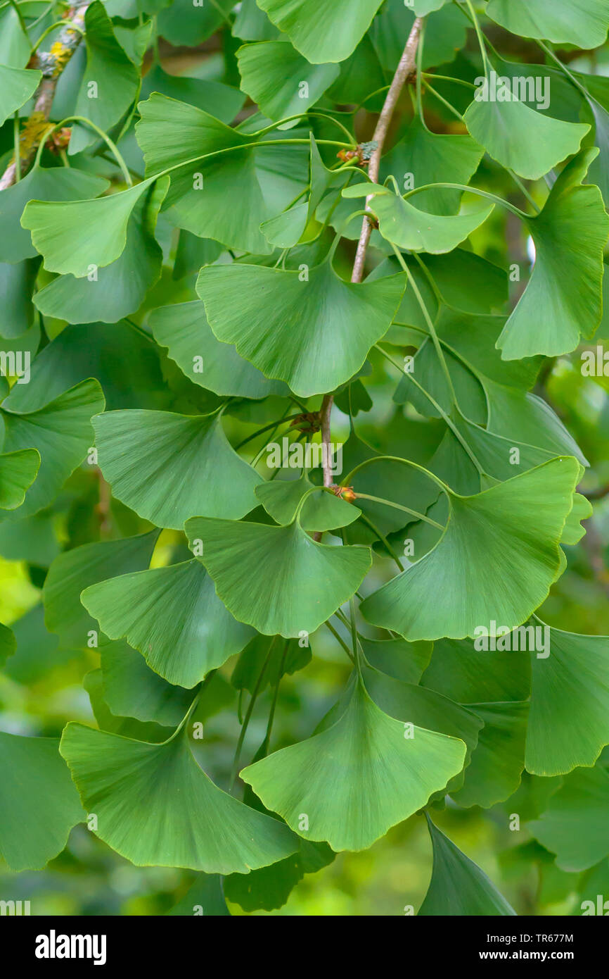 Maidenhair tree, Ginkgobaum, Gingko Baum, Ginko (Ginkgo biloba) ginkgo Blätter am Zweig Stockfoto