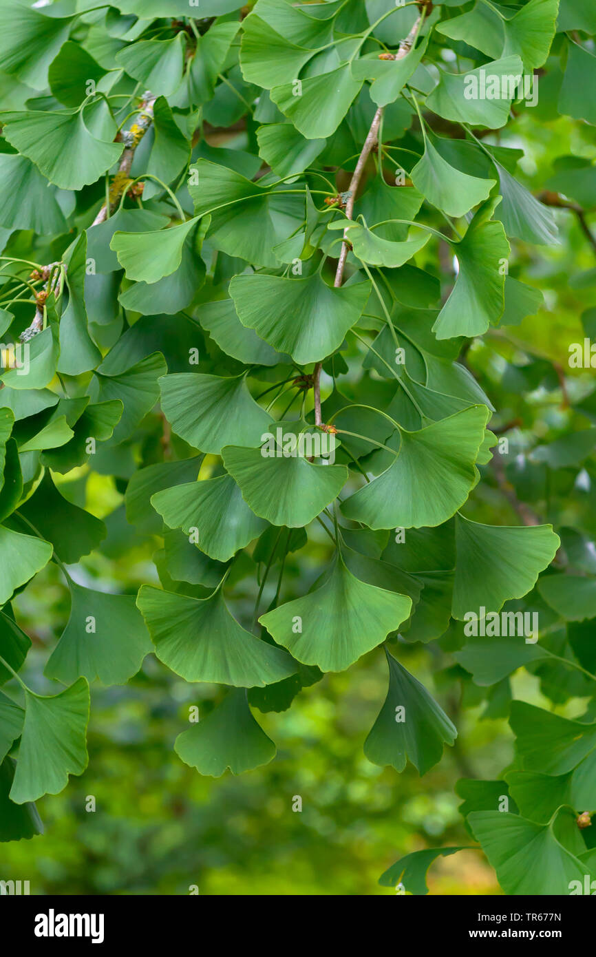 Maidenhair tree, Ginkgobaum, Gingko Baum, Ginko (Ginkgo biloba) ginkgo Blätter am Zweig Stockfoto