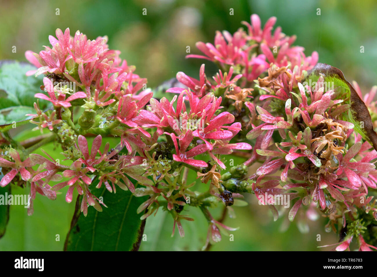 Sieben - Sohn (Heptacodium miconioides Blume, Heptacodium jasminoides), blühende, Österreich, Wien Stockfoto