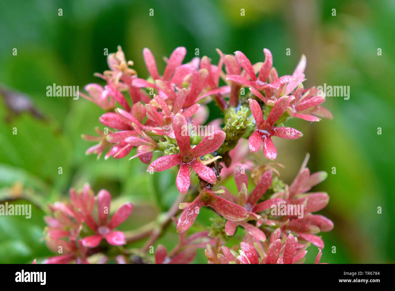 Sieben - Sohn (Heptacodium miconioides Blume, Heptacodium jasminoides), blühende Stockfoto