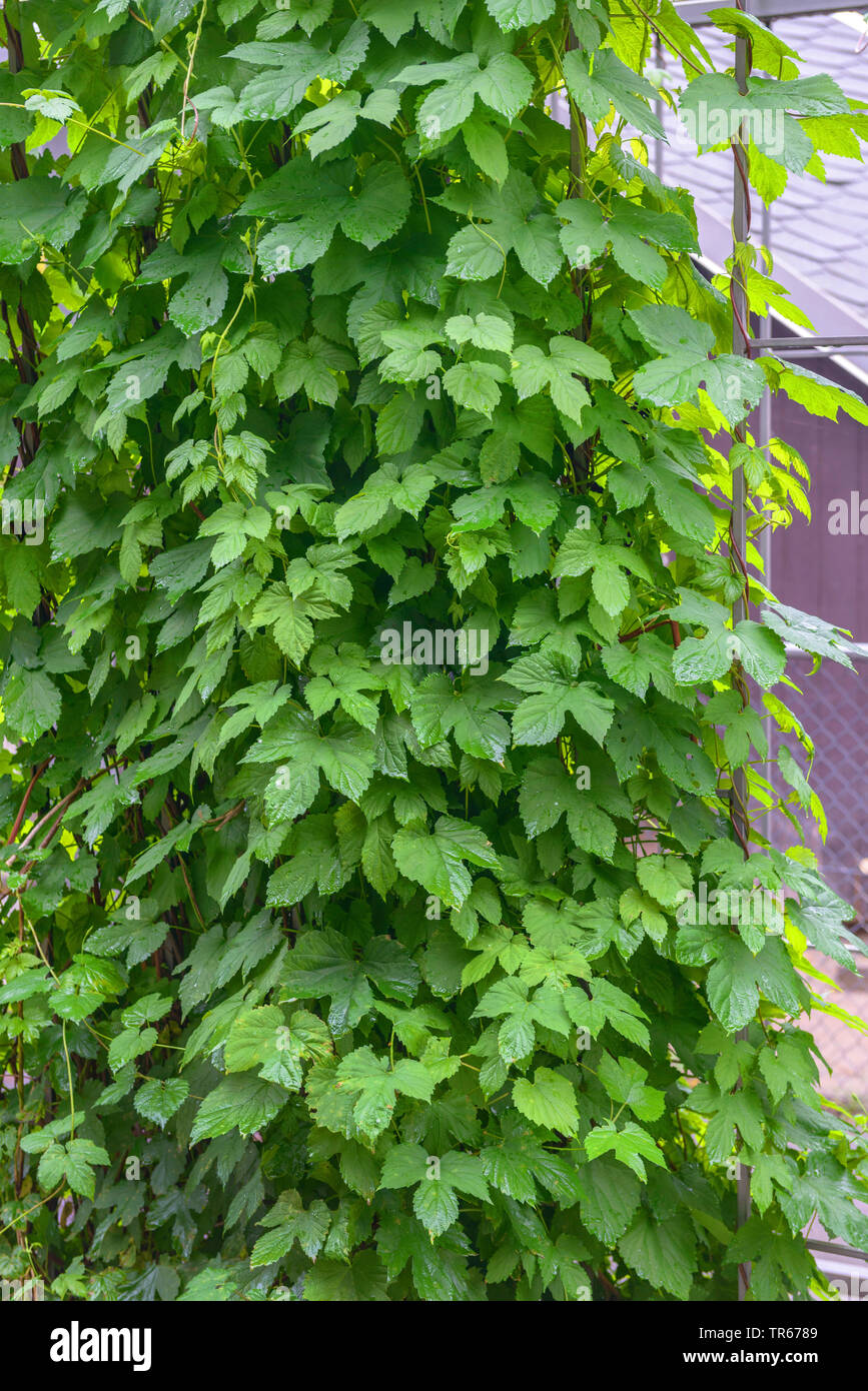 Gemeinsame Hopfen (Humulus lupulus), an einem Gitter, Deutschland Stockfoto