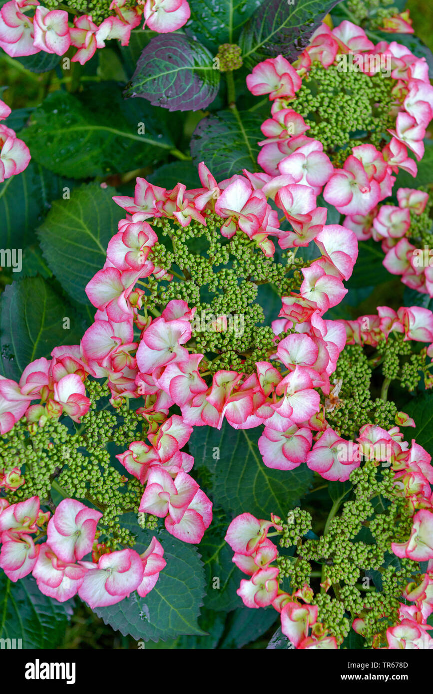 Garten Hortensien, spitze Kappe Hortensie (Hydrangea Macrophylla 'Charme'', Hydrangea macrophylla Charme), blühende, Sorte Charme Stockfoto